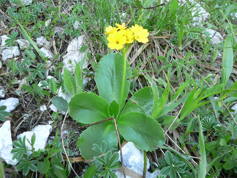 Primula auricula / Primula orecchia d''orso